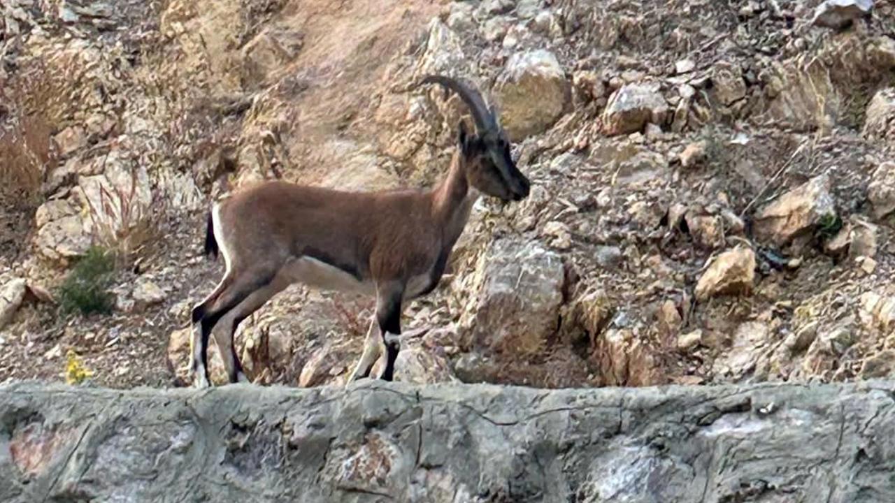 Yaban keçisini avlayan kişiye yüksek miktarda para cezası verildi
