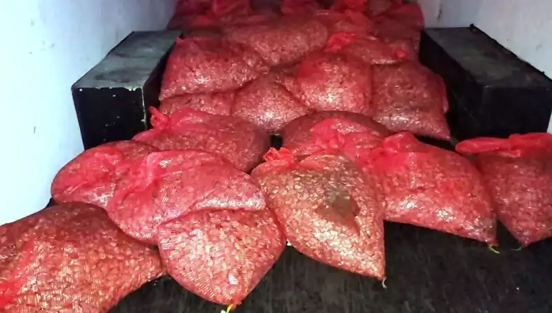 Samsun'da Büyük Operasyon: 1,5 Ton Kaçak Midye Yakalandı!