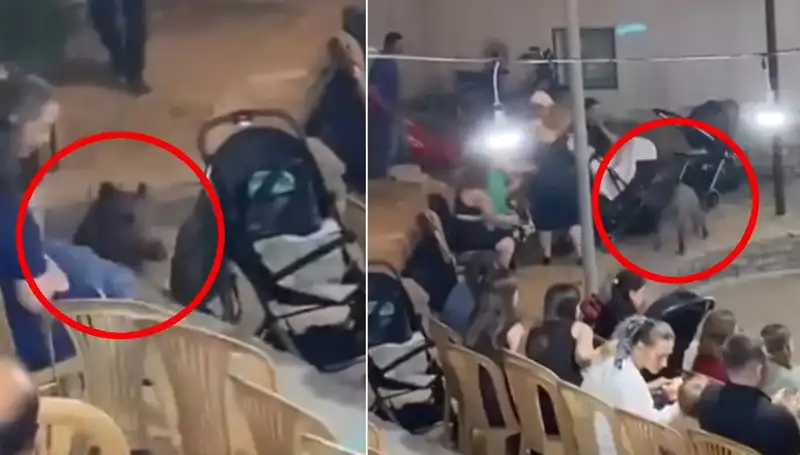Yaban Domuzu Düğüne Girdi: Panik ve Şaşkınlık Anlarının Gözlemi