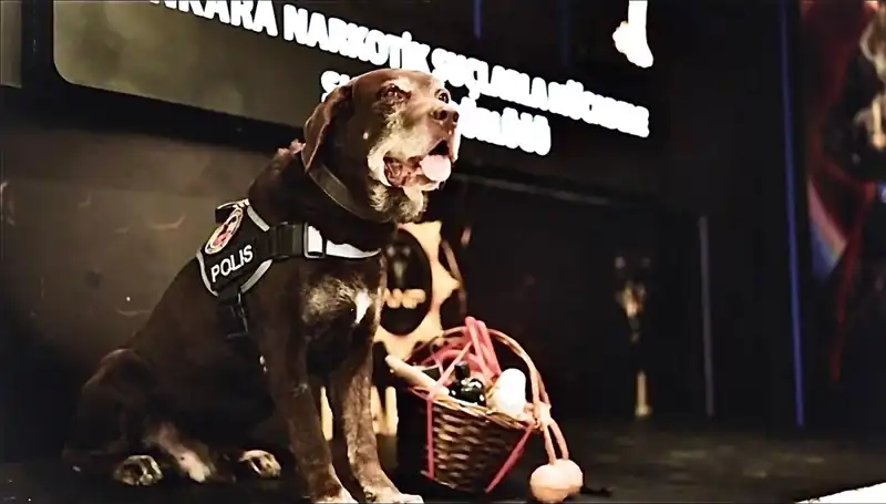 Ankara'nın Emektar Narkotik Köpeği 'Toma', 11 Yıl Sonra Emekli Oldu!