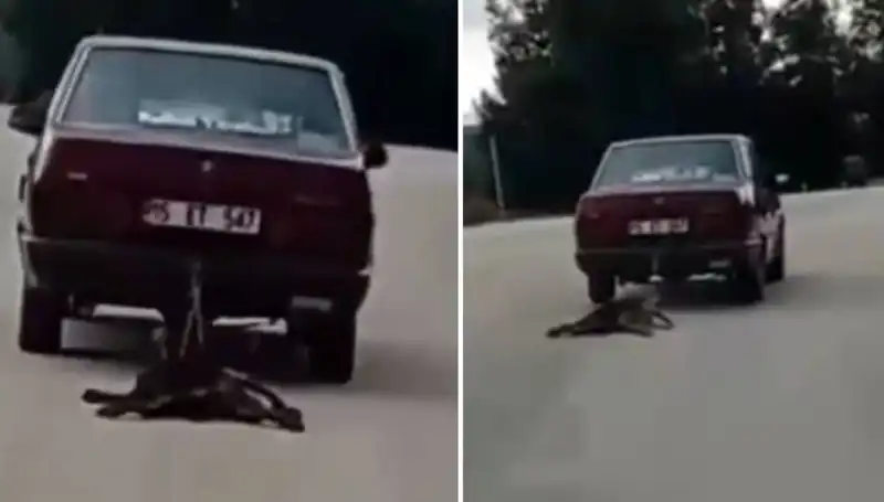 Otomobilin Arkasına Bağlanan Köpeğin Ürkütücü Yolculuğu