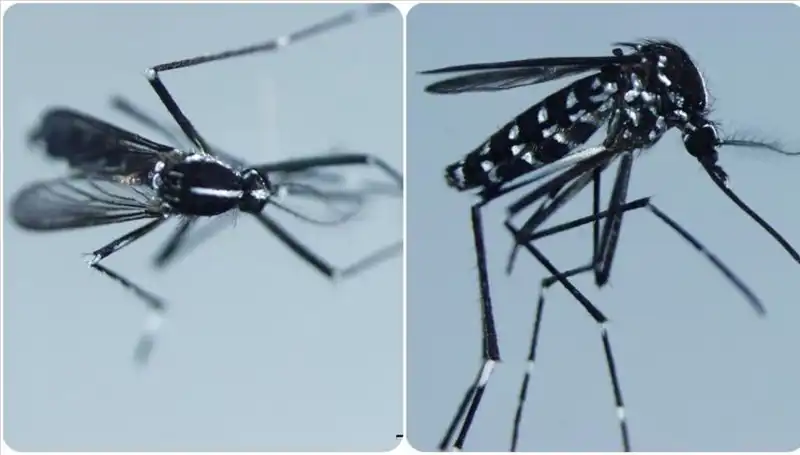Chikungunya Virüsü Nedir? Belirtileri ve Etkilediği Ülkeler Hakkında Bilgiler