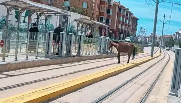 Eskişehir Tramvay Raylarında Başına Buyruk Bir At Görüntülendi!