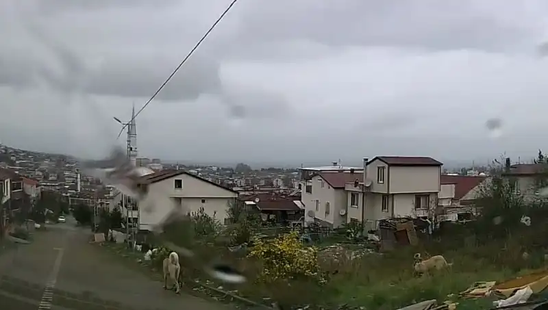 Sahipsiz Köpeklerden Gelen Tehdit: 5 Yaşındaki Çocuk Ağır Yaralandı