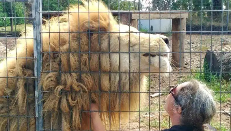 Avustralya'da Aslan Saldırısı: Kafes İçindeki Kadının Kolunu Kaptı!