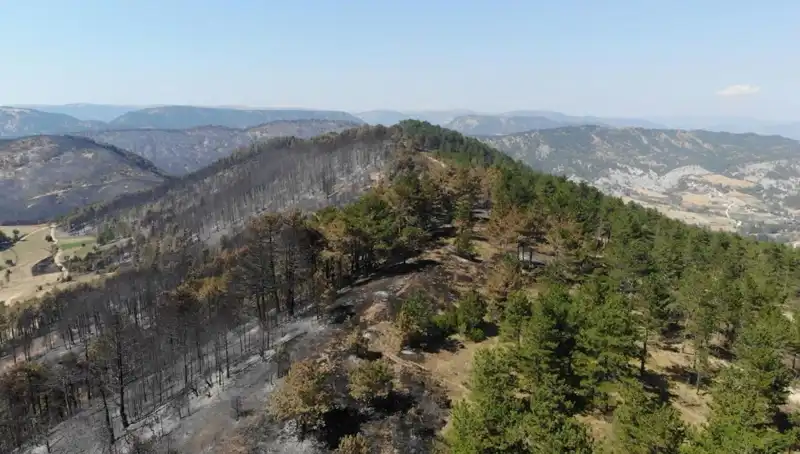 Bolu’da 5 Milyondan Fazla Fidan Toprakla Buluşuyor