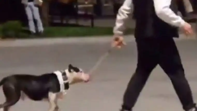 Ağızlıksız Pitbull, Parkta Tüyler Ürperten Olay Yarattı!