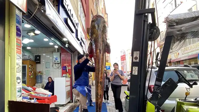 Meriç Nehri'nde Yakalanan Dev Balık: 3 Metre Boyu, 450 Lira!