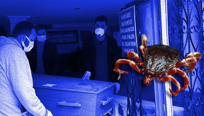 İstanbul'daki Keneler Zararsız mı? Yeni Araştırma Sonuçları Açıklandı!