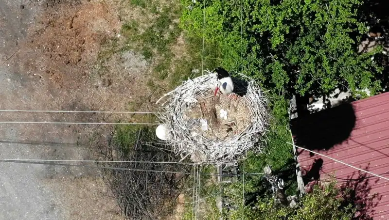 Baharın Müjdecisi: 22 Yıldır Aynı Yuvada Konaklayan Leylekler