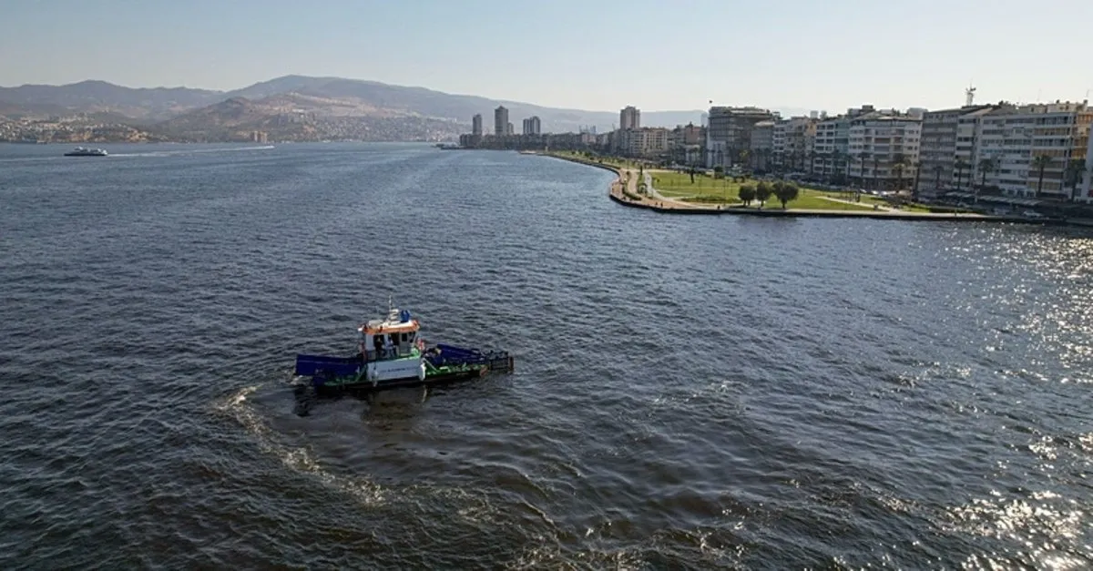 Muşmulalar Hasat Edildi: Aydın Pazarı Tezgahlarında Yerini Aldı