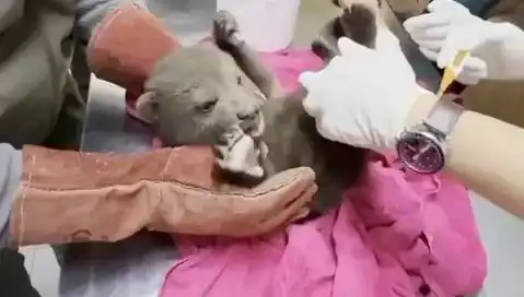 Karabük'te Yavru Bozayı Bulundu: Doğa Koruma Ekipleri Seferber Oldu