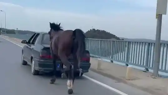 Adana’da Ata Eziyet Eden Şahsın Yakalanması ve Sonrasındaki Gelişmeler