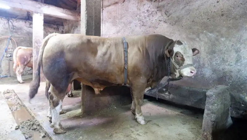Tam 1 Ton 200 Kilo Duyuruldu: Fiyatıyla Gözleri Kamaştırdı!