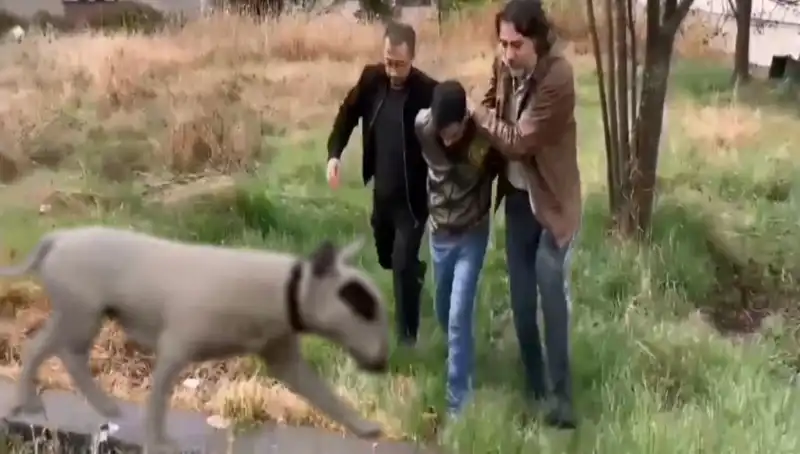 Şampiyon Köpeği Çalan Hırsız, Polis Tarafından Kıskıvrak Yakalandı!