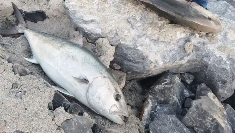 Oltayla Avladığı Dev Balık: 65 Kilo, 18 Bin TL’ye Satıldı!