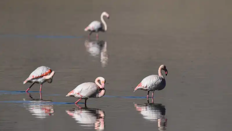 Kuş Cennetinde Kuraklık Alarmı: Flamingo Sayısında Düşüş Yaşanıyor