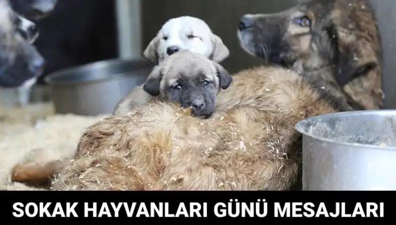 Dünya Sokak Hayvanları Günü: Hayvanlara Sahip Çıkmanın Önemi Nedir?