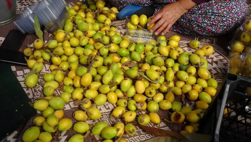 Muşmula Hasadı Başladı: Fiyatlar Tavan Yaptı, Kilosu 150 TL Oldu!