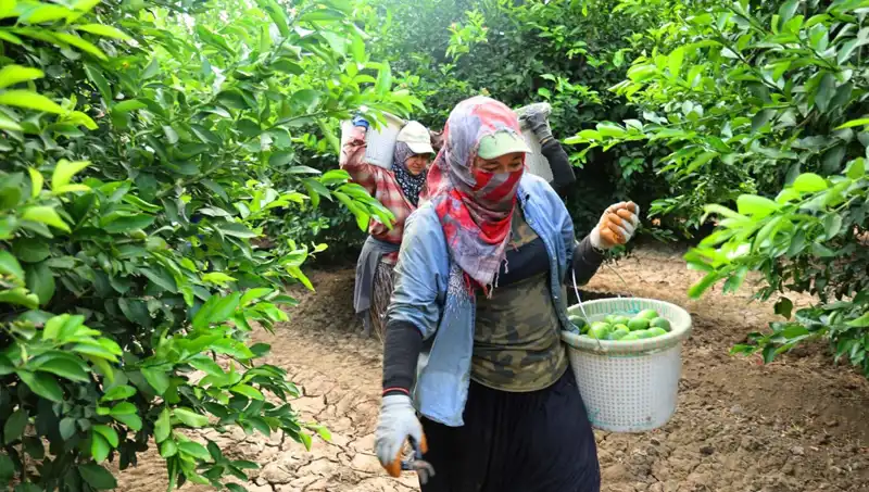 Kilo Fiyatları 150 Lirayı Aştı: Yeni Hasat Umut Veriyor