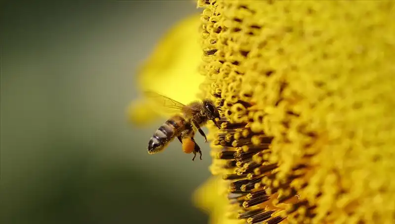 Arı Ölümlerinin Sebebi: Kır Çiçeklerinde Gizli Bir Tehlike!
