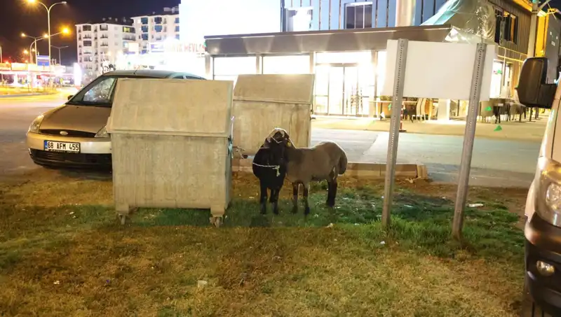 Mor Karaman Koyunları Yolda Mı Kalacak? Hayvan Hakları Tehlikede!