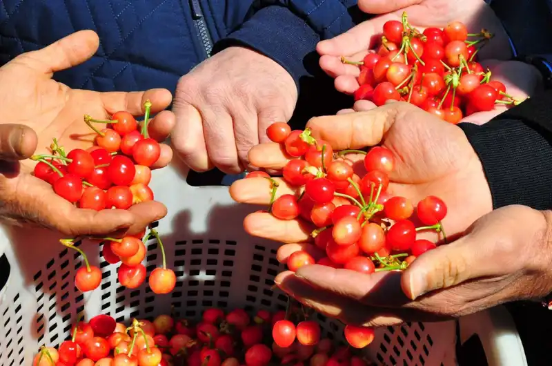 İlk Hasat Elde Edildi: Kilosu 3 Bin 500 TL'den Satışa Sunuldu