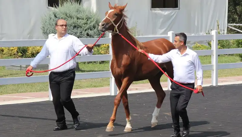 Taşkın Kral: Rekor Denemesinde Büyük Başarı!