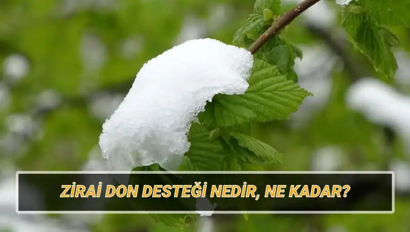 Zirai Don Desteği 2023: Hangi İllere Hangi Miktarda Yardım Yapılacak?