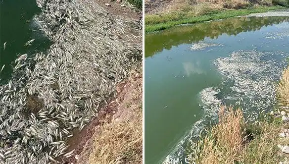 Karasu Çayı'ndaki Balık Ölümleri: Gizemli Sebepler Araştırılıyor