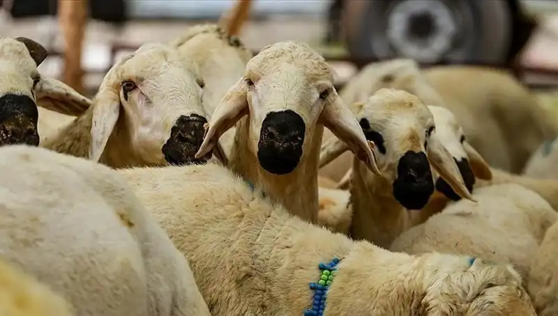 Kurban Bayramı 2025: Kurban Kesmek Farz mı, Merak Edilen 10 Soru Cevaplandı