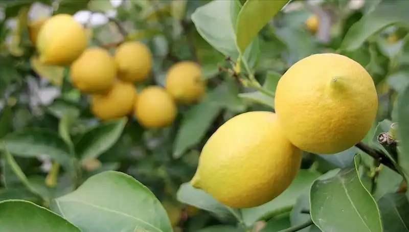 Limon Fiyatları Alev Alev: Adedi 24 Lira Oldu!