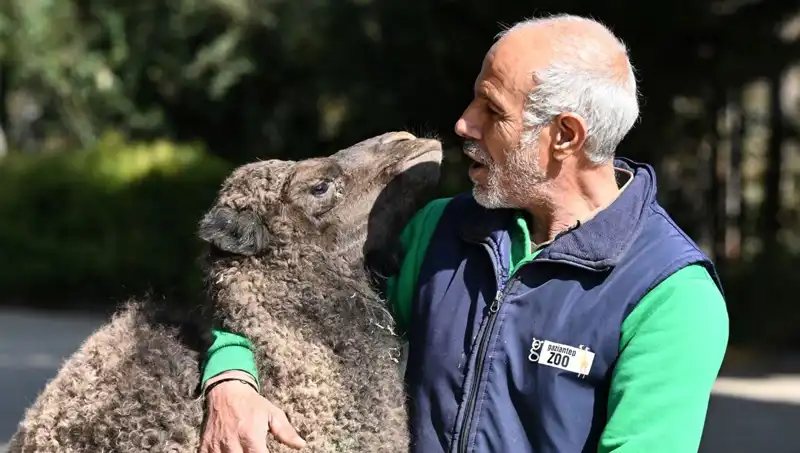 İlk Kez Görülen "Boncuk" Anne Hassasiyetiyle Büyütülen Süt Tüketimi Sıra Dışı
