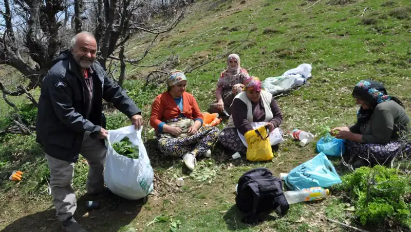 Yüzlerce Ailenin Geçim Kaynağı: 5 Saat Yol Yürüyerek Topluyorlar