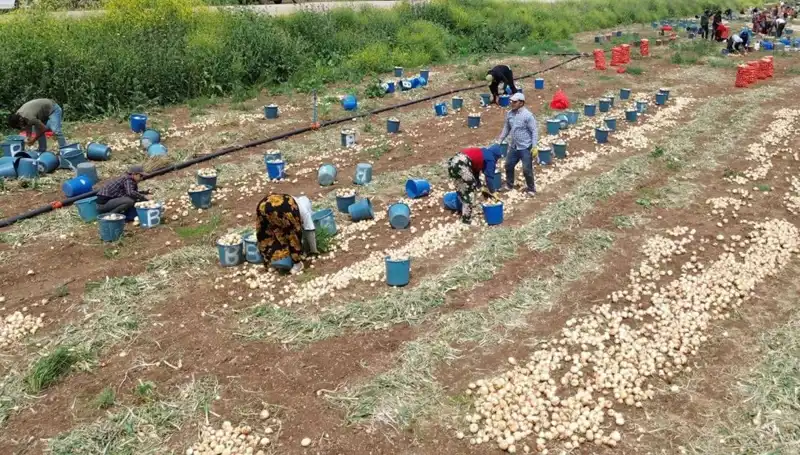 Soğan Hasadı Başladı: Pazar Fiyatları Ne Durumda?