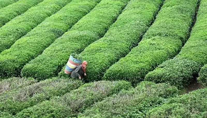 ÇAYKUR, Bayramda Yaş Çay Alımını Sürdürüyor: Çiftçilere Müjde!