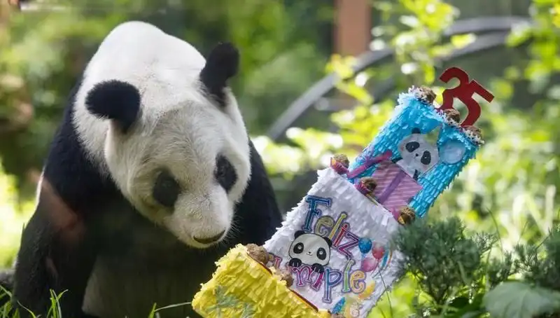 Dev Panda Xin Xin, 35 Yaşına Ulaşarak Tüm Dünyayı Büyüledi