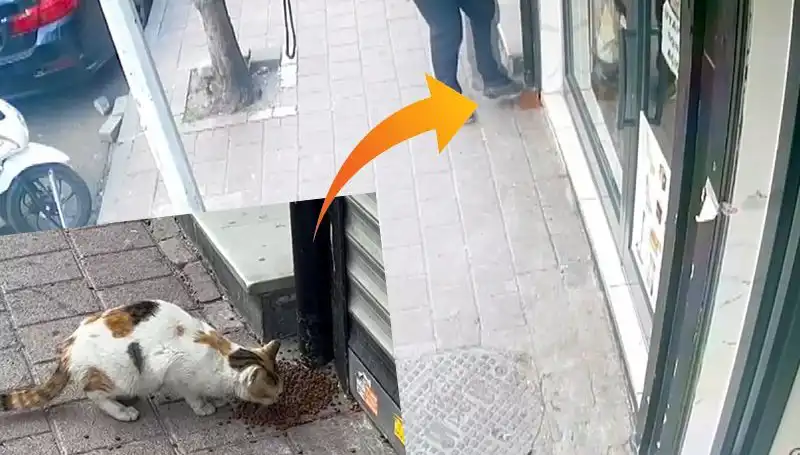 Kediler Mamalardan Kaçarken Sosyal Medyayı Salladı!