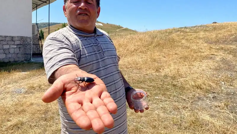 Sivas'ta Görülen Özel Böceğin Öldürülmesi 557 Bin TL Cezaya Tabidir