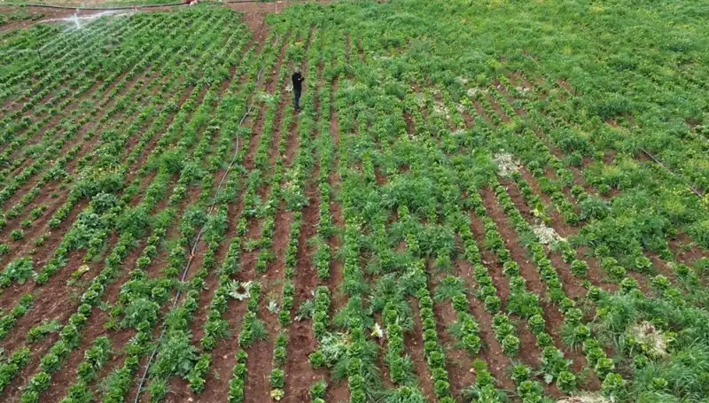Kuraklıkla Baş Eden Marul Hasadı, Çiftçileri Zora Soktu