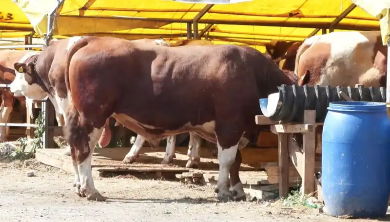 Kurban Pazarlarında Hareketlilik: Alıcılar ve Satıcılar Coşkuyla Hazır!